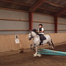 Anden særlig race Askepot 