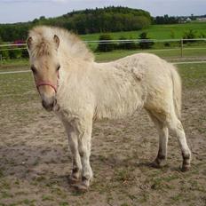 Anden særlig race • Daisy