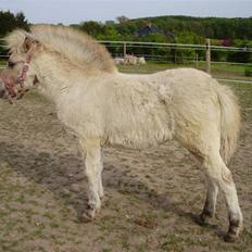 Anden særlig race • Daisy