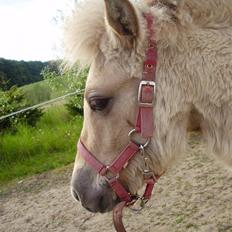 Anden særlig race • Daisy