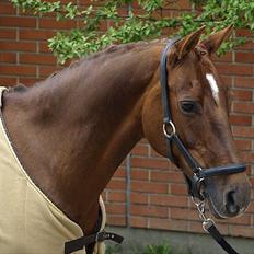 Tysk Sportspony Nerle solgt