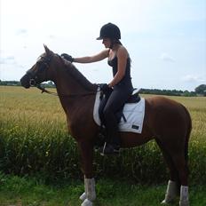 Tysk Sportspony Nerle solgt