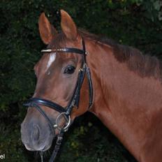 Tysk Sportspony Nerle solgt