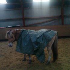 Fjordhest Britta Bakkely;)<3