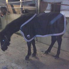 Frieser Wonder Boy. R.I.P