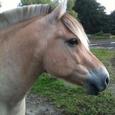 Fjordhest Pyrus R.I.P. :'(