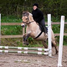 Fjordhest Pyrus R.I.P. :'(