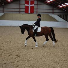 Dansk Varmblod Baunehøjens Habbiness