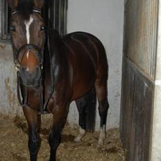 Dansk Varmblod Baunehøjens Habbiness