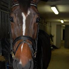 Dansk Varmblod Baunehøjens Habbiness