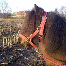Shetlænder Diamond