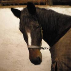 Anden særlig race Laika