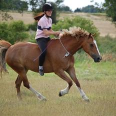 Welsh Cob (sec D)              Miss Jessica