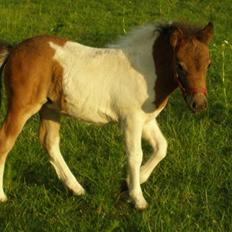 Shetlænder Fantacia Hagenstrup