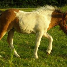 Shetlænder Fantacia Hagenstrup