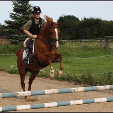 Hollandsk Sportspony Danja R.I.P. <3