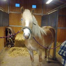 Haflinger Unika<3 Solgt!