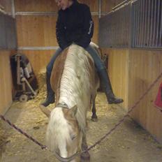 Haflinger Unika<3 Solgt!