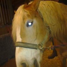 Haflinger Unika<3 Solgt!