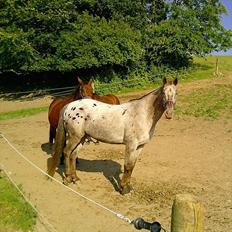 Knabstrupper valiente estrella (Villy) (RIP) d. 17/7-15