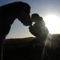 Fjordhest R.i.p alex