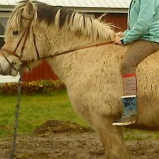 Fjordhest R.i.p alex