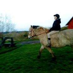 Fjordhest R.i.p alex