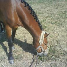 Anden særlig race Buster