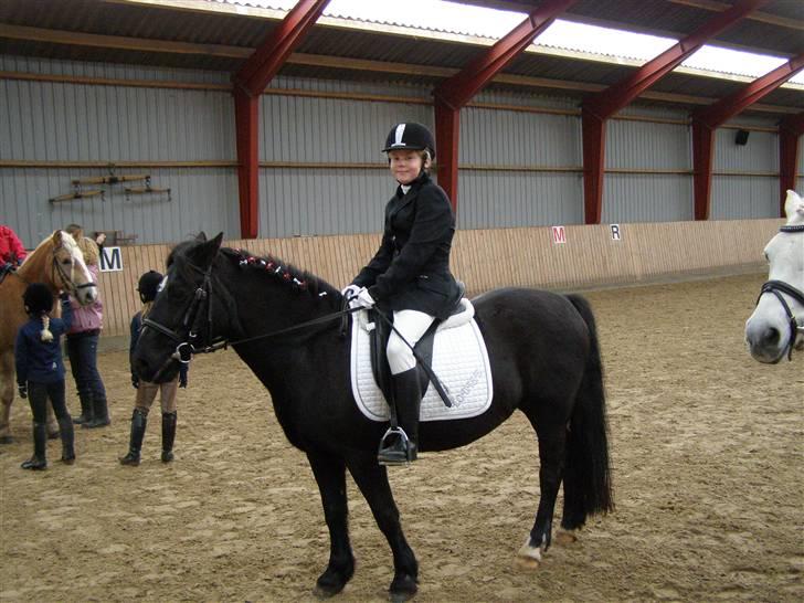 Welsh Cob (sec D) lisanja (gammel-part) billede 12