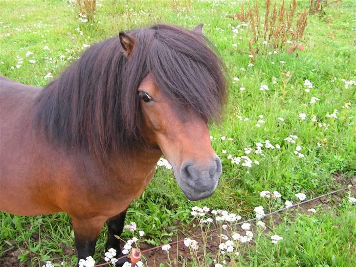 Shetlænder Hampus billede 5