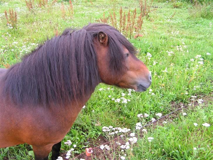 Shetlænder Hampus billede 6