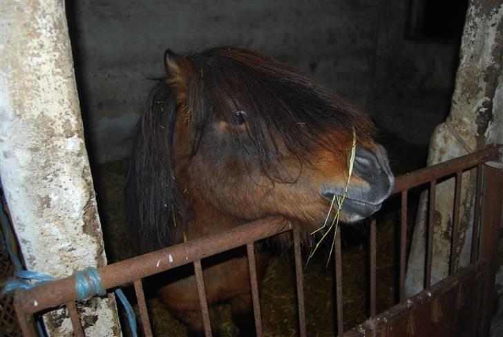 Shetlænder Hampus billede 10