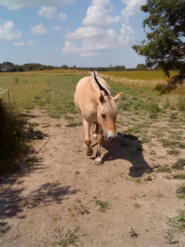 Fjordhest Krogsholt Nicole billede 6