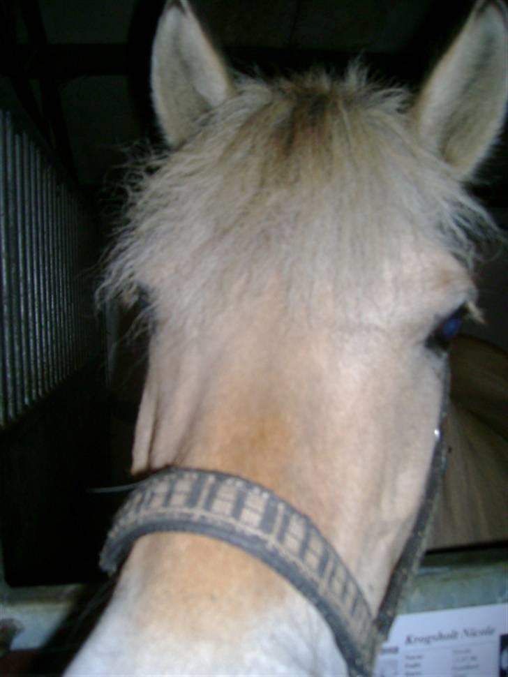 Fjordhest Krogsholt Nicole billede 7