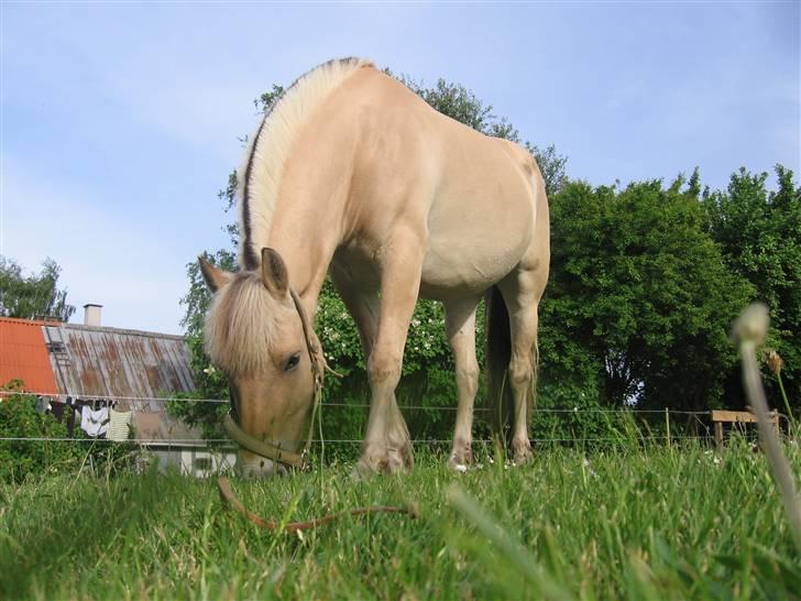 Fjordhest Krogsholt Nicole billede 8