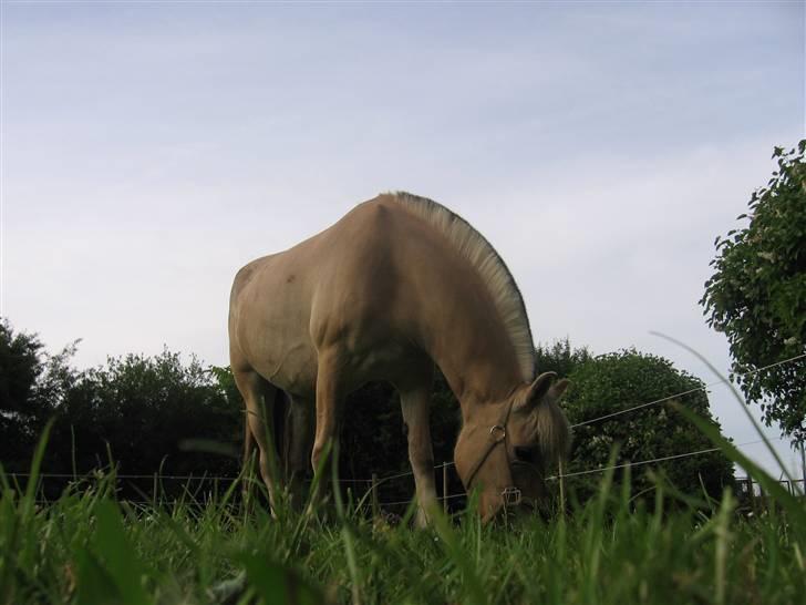 Fjordhest Krogsholt Nicole billede 9