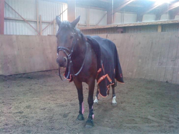 Anden særlig race Trille   billede 9