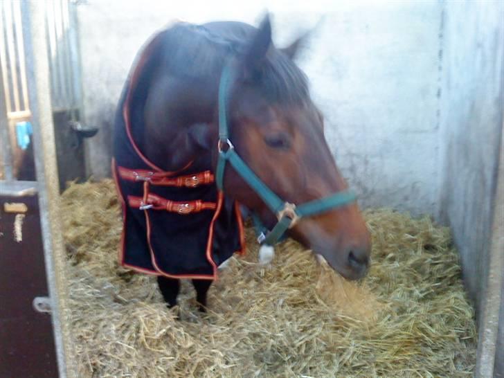 Anden særlig race Trille   billede 10