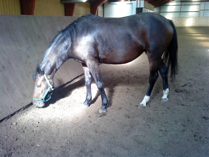 Anden særlig race Trille   billede 11