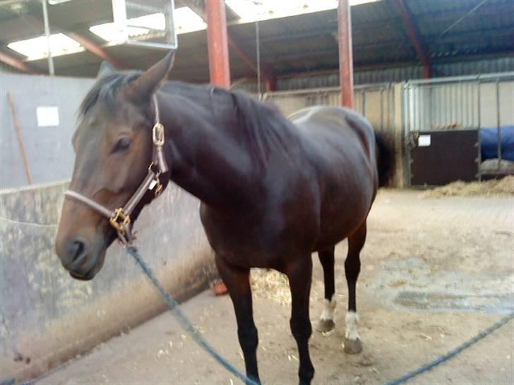 Anden særlig race Trille   billede 12