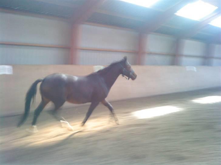 Anden særlig race Trille   billede 13