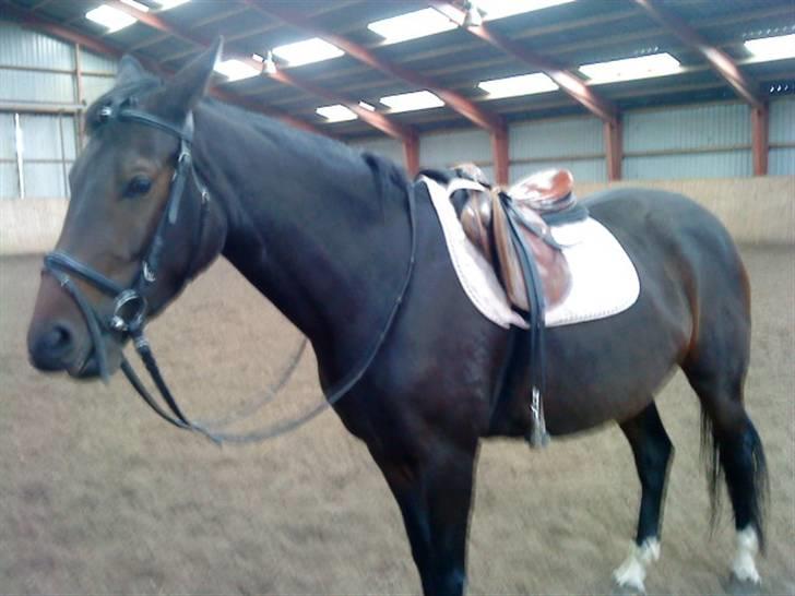 Anden særlig race Trille   billede 14