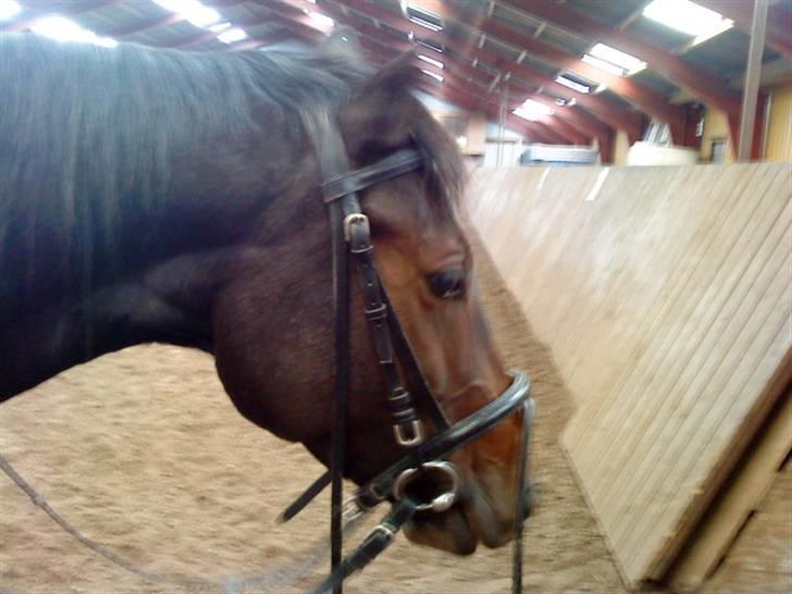 Anden særlig race Trille   billede 15