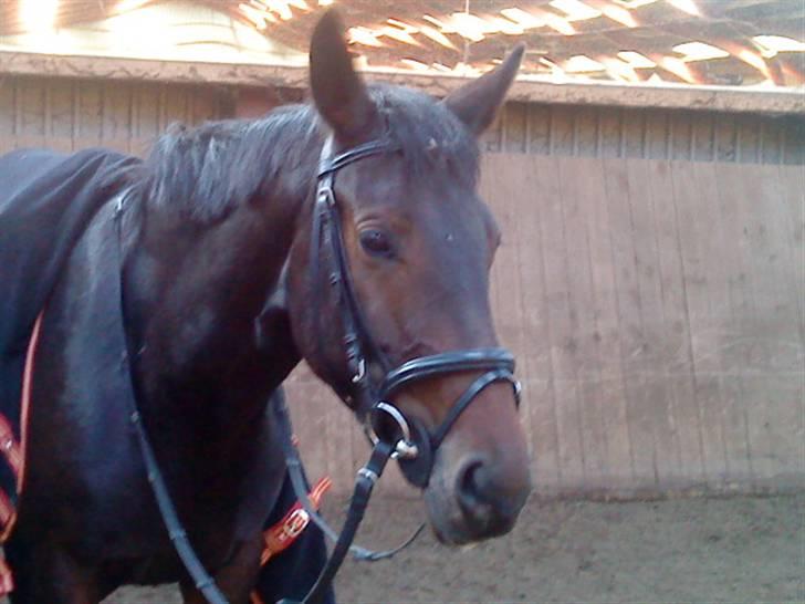 Anden særlig race Trille   billede 16