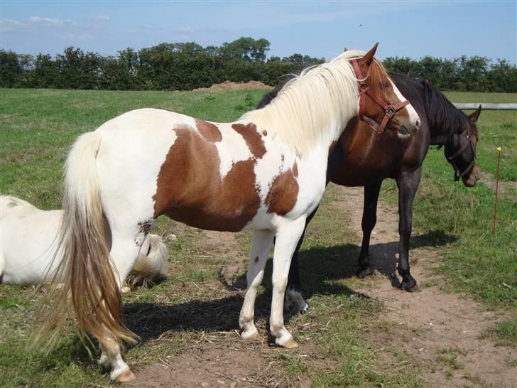 Pinto Apache - SOLGT - Velkommen til Apachie´s profil :)  på marken 2009 :) billede 1
