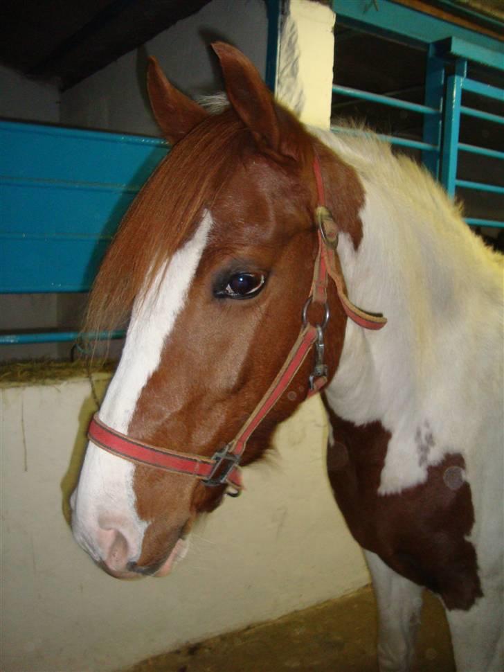 Pinto Apache - SOLGT billede 2