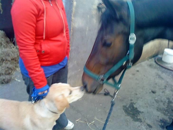 Anden særlig race Trille   - Trilles første møde med en hund ;D billede 17