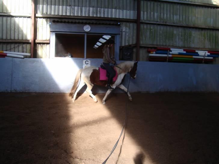 Pinto Apache - SOLGT billede 4