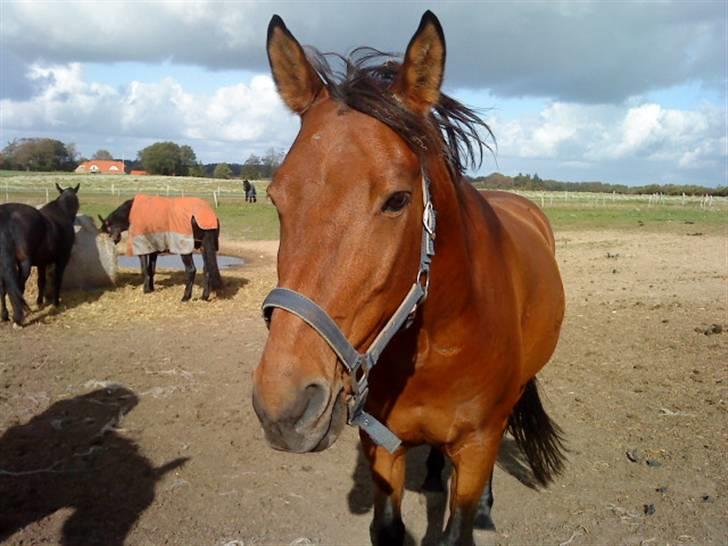 Anden særlig race Major billede 11