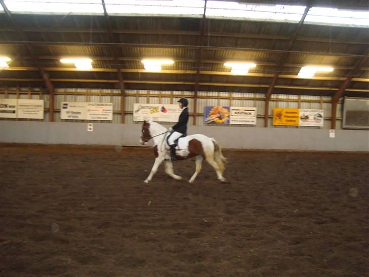 Pinto Apache - SOLGT - til stævne d. 22.nov.09 - en pony med krut i bag enden xD billede 5